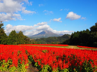 Poster - Tottori Hanakairo Flower Park, Enjoy beautiful flowers and a view of mount Daisen