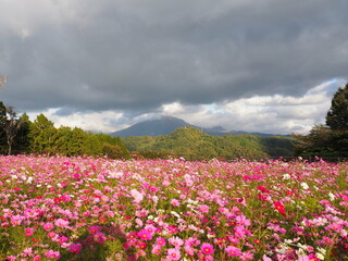 Poster - Tottori Hanakairo Flower Park, Enjoy beautiful flowers and a view of mount Daisen