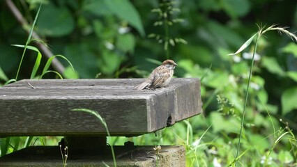 Sticker - eurasian tree sparrow in a forest