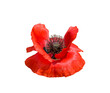 Red poppy isolated cutout on transparent