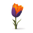Beautiful purple orange tulip flower on white background. Elegant floral design element illustration. Purple orange Tulip on Bended Stem