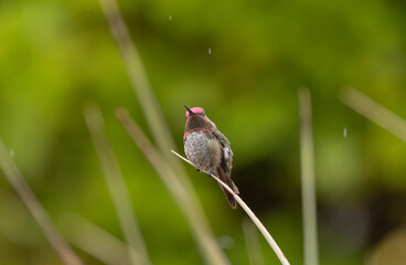 Wall Mural - A male Anna's hummingbird perched on a dry yucca leaf with a background of out of focus greenery, looks towards the sky on an overcast summer day as raindrops fall all around him.