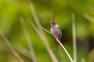 Wall Mural - A male Anna's hummingbird is perched on the end of a yucca leaf looking up into the sky with raindrops from a summer shower on his head.