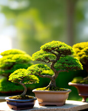 Photo Realistic Bonsai Green Tree Plant Pot Short Depth Of Field