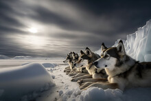 A Team Of Husky Sled Dogs Rest On Sea Ice, Greenland