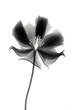 Abstract illustration of a black flower in x-ray style on white background. Minimalistic monochrome botanical design.