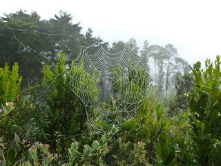 spider web with dew drops