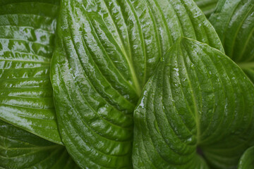 Wall Mural - Abstract texture with green leaves.Large green leaves with drops of water.