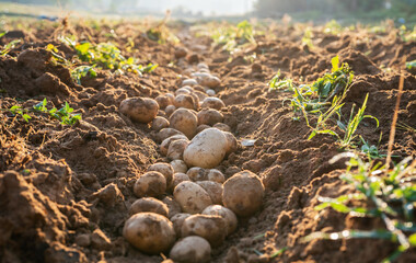 Wall Mural - Pile of organic potatoes in field.Harvesting organic potatoes.