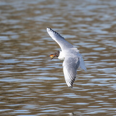 Wall Mural - Black-Headed Gull, Chroicocephalus ridibundus in flight. Adult winter plumage