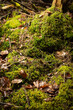 Forest Ground with lot of dosh and moss
