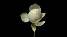 4K Time Lapse Footage Of Blooming White Lotus Flower From Bud To Full Blossom Then Back To Bud Isolated On Black Background, Close Up Shot Top View.