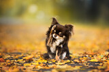Fototapeta Zwierzęta - chihuahua dog doing tricks outdoors in autumn