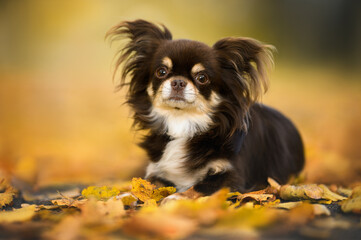 Sticker - brown chihuahua dog lying down outdoors in autumn