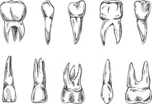 Stomatology Hand Drawn Set. Toothache Treatment. Teeth Sketch.  Different Types Of Human Tooth.  Engraving Fangs And Molars.