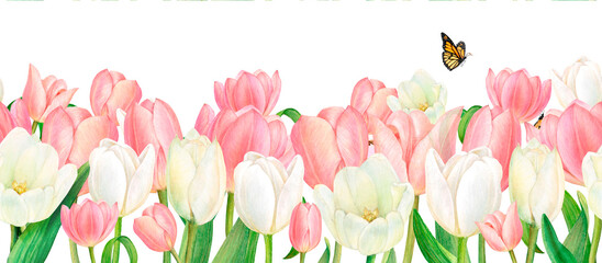 Watercolour drawn seamless border from beautiful pink and white tulip flower wall and butterfly on white background. Drawing for logo, stickers, invitation, prints