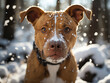 American Staffordshire Terrier, Portrait im Schnee, Generative A