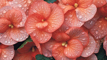 Background Of  Begonia, HD, Decorate With Water Drops, Background Wallpaper, Desktop Wallpaper , Generative Ai