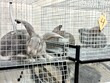 Experimental rabbits in a drug development laboratory
