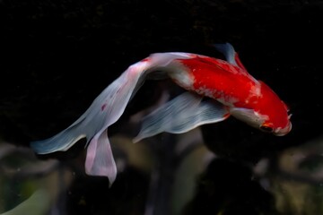 Sticker - Close-up shot of a colorful longfin koi swimming in a pond.