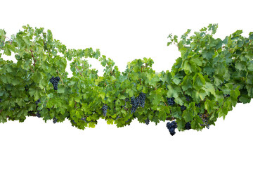 Dark black grape with leaves over white. Wet fruit, clipping path. Full depth of field. Ripe blue grapes on branch with green leaves isolated on white background. PNG