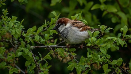 Poster - Sparrow perched on a twig in a natural forest setting.