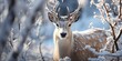 deer in snow