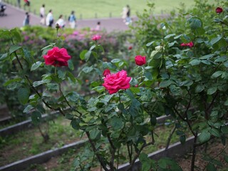 Sticker - Vibrant array of red roses growing in the foreground of a black steel fence