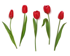 Fototapete - Realistic vector tulips are set on a transparent background.Vector illustration