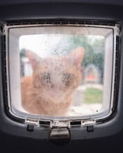 A Ginger Cat Looking Through His At Flap
