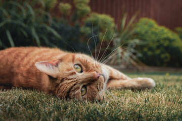 A ginger cat exploring a garden