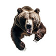 close-up portrait of a wild, attacks grizzly bear, jumps towards the camera, angry animal grin, isolated