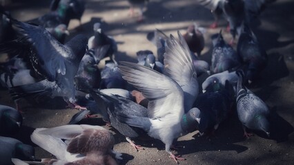 Canvas Print - Large flock of pigeons feeding