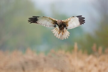 Wall Mural - Aerial view of a marsh harrier soaring through a golden wheat field