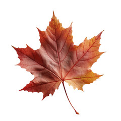 Wall Mural - Beautiful autumn leaf isolated on white background with clipping path. Full Depth of field. Focus stacking. PNG. Generative AI technology
