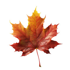 Wall Mural - Beautiful autumn leaf isolated on white background with clipping path. Full Depth of field. Focus stacking. PNG. Generative AI technology