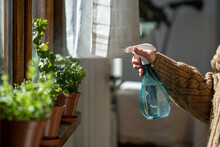 Woman Sprays Plants In Flower Pots With Clean Water From Bottle. Closeup Hand With Sprayer. Caring For Houseplants Home, Growing Vegetable Garden On Windowsill. Plant Lovers, Home Gardening 