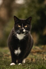 Sticker - Close-up of black Bicolor cat in the grassy field