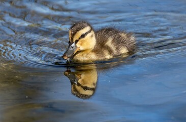 Poster - a small duck swimming in the water with its reflection on it