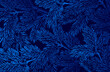 Winter background with pine branches on dark blue background.