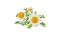 Chamomile Flowers, Buds And Leaves Bunch Isolated Transparent Png. White Daisy In Bloom. Chamaemelum Nobile Herbal Medicine Plant.