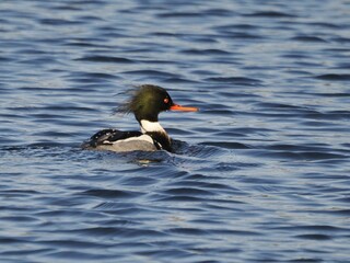 Wall Mural - Tranquil scene of a average merganser swimming gracefully in a lake