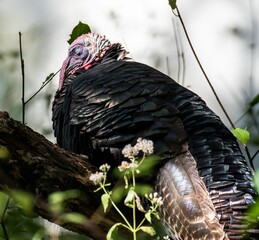 Canvas Print - Closeup of a Bronze turkey in green grass