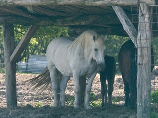 Poster - Horses standing side by side beneath a rustic wooden shelter in the village of Krapje, Croatia.