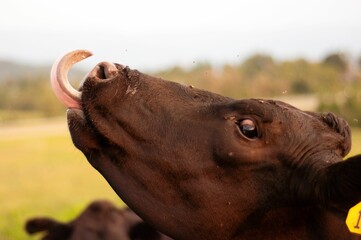 Poster - Closeup image of a contented cow, its tongue extended in a relaxed pose