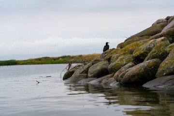 Poster - Cormorant perched on the mossy rocks on the lakeside. Romo, Denmark.