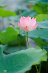 Wall Mural - closeup of a pink lotus flower growing in a lush garden setting, with large green foliage