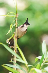 Poster - Red-whiskered bulbul bird perched atop a tall stalk of lush green foliage in a natural setting