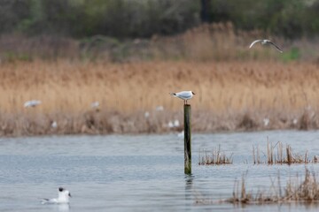 Poster - Black-headed gull perched atop a wooden post in a tranquil body of water.