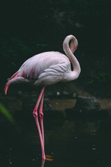 Sticker - Beautiful pink flamingo standing in the shallow waters of a lake grooming itself.